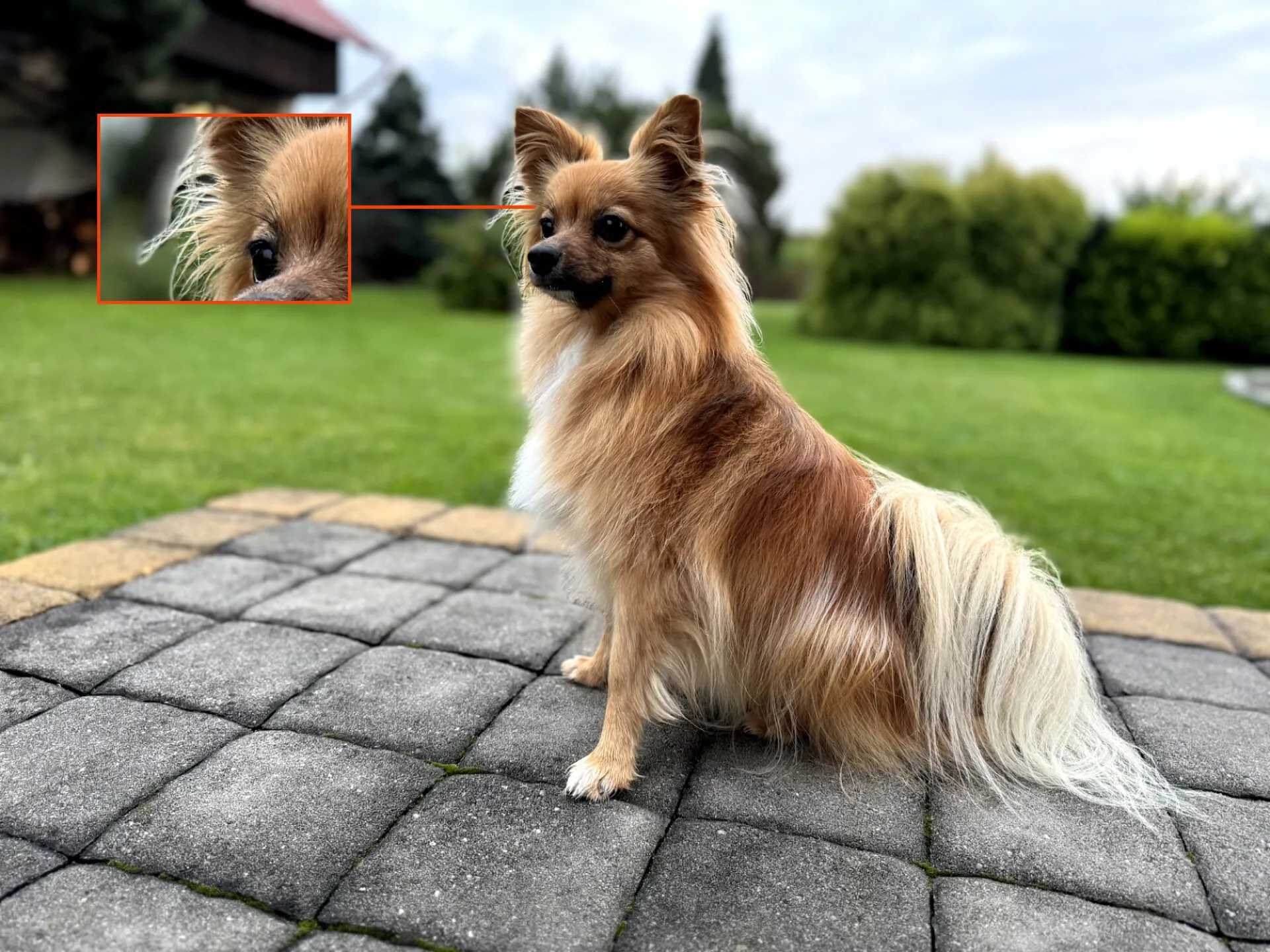 Apple iPhone 15 Pro – Portrétní fotka psa (hlavní fotoaparát)