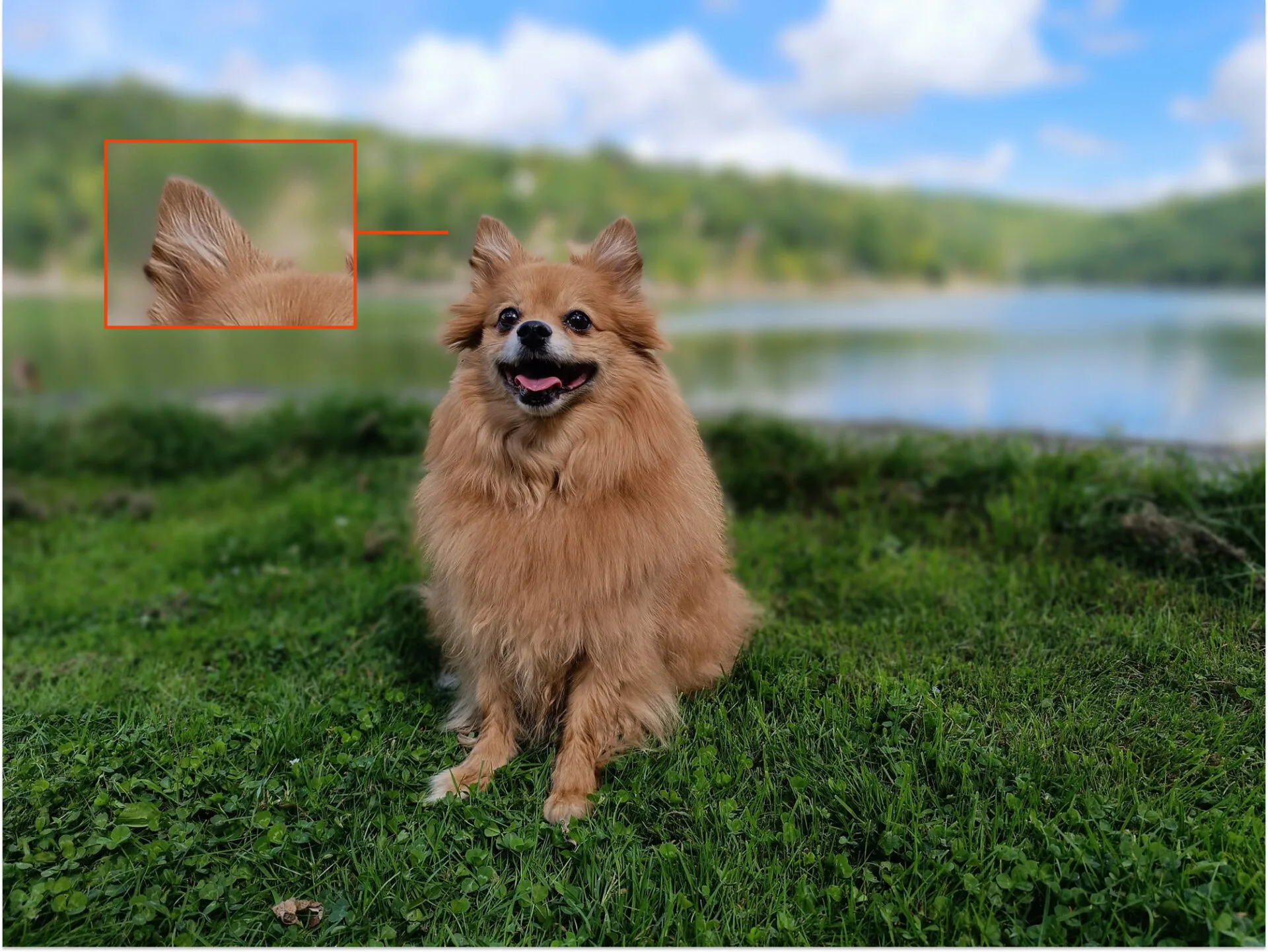 Xiaomi Redmi Note 12 Pro+ – Portrétní fotka psa (hlavní fotoaparát)
