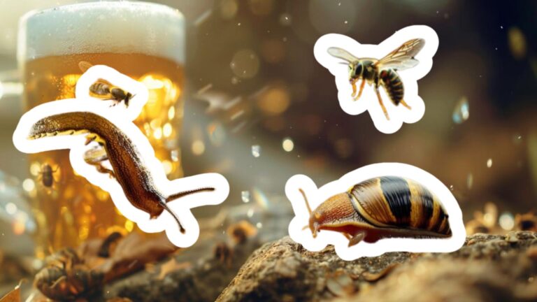 Geniální pivní past: Zbavte se slimáků i&nbsp;vos jednoduše