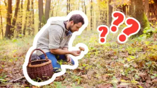 Jak správně sbírat houby? Nohu rozhodně neodřezávejte, pozor na otravu