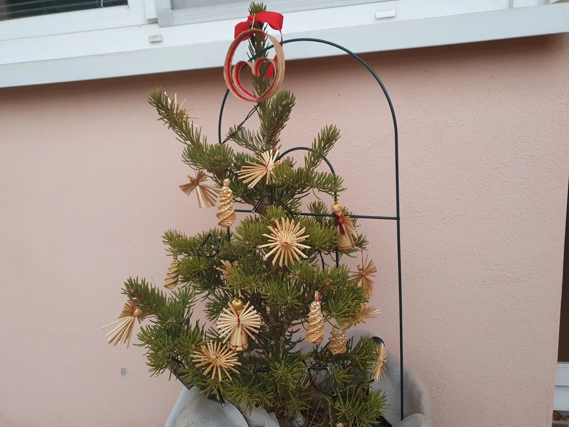 Mladá jedle ojíněná celoročně venku (foto: Kristýna Hašková) Obrázek zobrazuje: Mladá jedle ojíněná pěstovaná celoročně venku