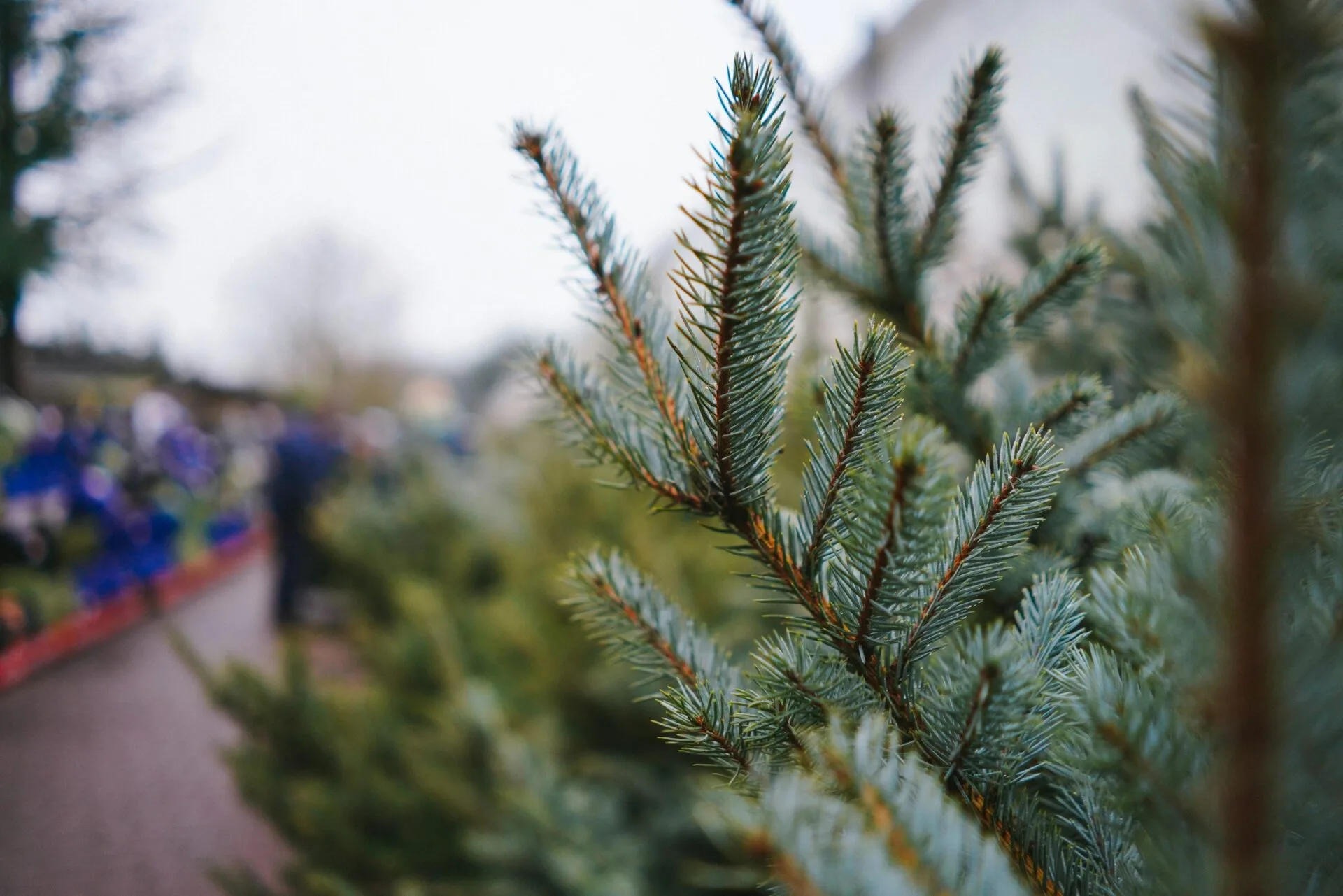 Živý stromeček (foto: Unsplash, Phil Hearing) Obrázek zobrazuje: Živý stromeček detail