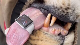 5 úžasných funkcí chytrých hodinek: Některé detekují spánkovou apnoe, jiné změří cukr v&nbsp;krvi