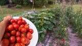 Co s&nbsp;čím pěstovat: Tabulka 14 rostlin, které jsou si vzájemně prospěšné