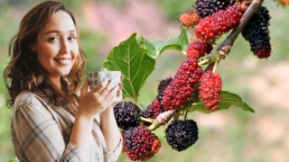 Kouzelná moruše nebo nafouknutá bublina? Listy mají 22x více vápníku než mléko a&nbsp;přesto na mléko nestačí