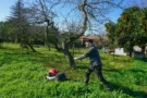 Povinnost sekat trávu: Hrozí pokuta 10&nbsp;000&nbsp;Kč, nutnosti ničit invazní druhy se nevyhnete
