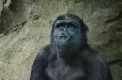 Nejhorší zoo v&nbsp;ČR pro rok 2026 dle návštěvníků: Kritiku sbírá Brno i&nbsp;Tábor, seriózní poznáte podle licence
