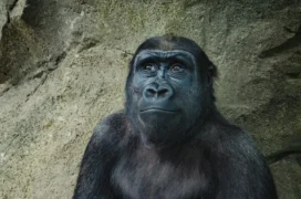 Nejhorší zoo v&nbsp;ČR pro rok 2026 dle návštěvníků: Kritiku sbírá Brno i&nbsp;Tábor, seriózní poznáte podle licence
