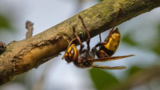 Pokuta za zabití sršně: V&nbsp;Česku je to chráněný druh, v&nbsp;Německu pokuta přes 1 milion Kč