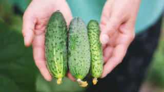 Samosběr okurek 2025: Supermarkety chtějí 45&nbsp;Kč&nbsp;za kilo, na těchto místech je můžete mít za 25&nbsp;Kč