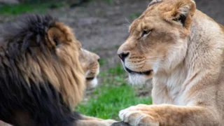 Nejhorší zoo v&nbsp;Evropě: Medvěd měl jen 3 nohy, následná evakuace dopadla špatně pro jednu ze zeber