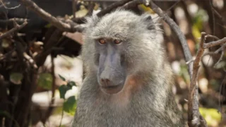 Kontroverzní zoo: Německý park usmrtil 12 opiček, předhodil je predátorům a&nbsp;nyní čelí trestnímu oznámení