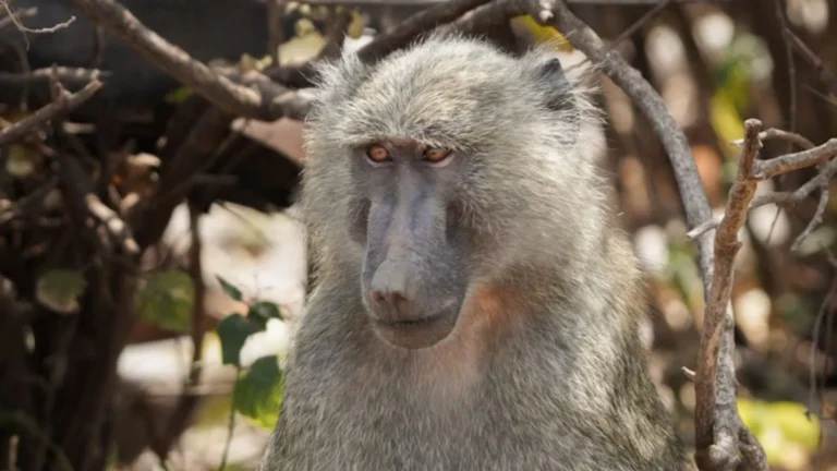 Kontroverzní zoo: Německý park usmrtil 12 opiček, předhodil je predátorům a&nbsp;nyní čelí trestnímu oznámení