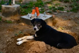 Pokuta za pohřbení psa na vlastní zahradě: Sankce byla až 50&nbsp;000&nbsp;Kč, všímaví sousedé už ale mají smůlu