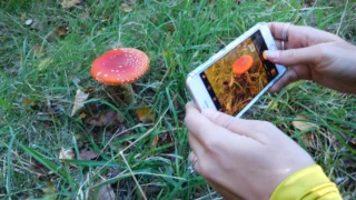 KVÍZ: Je na fotografii muchomůrka? Překvapivě mnoho lidí&nbsp;nepozná houby