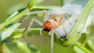 Jedovatý pavouk v&nbsp;ČR: Zápřednice jedovatá má pouhých 7,5&nbsp;mm, přesto její jed může způsobit ochrnutí