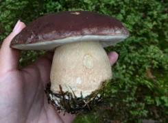 Největší hřib na světě: Váží až 30&nbsp;kg, v&nbsp;Česku našel houbař tento největší s&nbsp;váhou 2,7&nbsp;kg