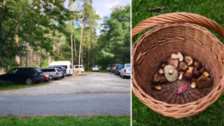 Redaktorka vyrazila na houby na Jižní Moravu: „Roste jich jak po dešti, v lese to je jako na Václaváku“ Redaktorka vyrazila na houby na Jižní Moravu: „Roste jich jak po dešti, v lese to je jako na Václaváku“