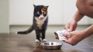 Nejhorší kapsičky pro kočky: Podívali jsme se na zoubek 3 známým značkám, některé obsahují jen 14 % masa