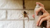 Panika z&nbsp;pavouků? TIP šéfredaktora funguje, do poslední chvíle se mu vyhněte