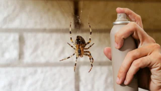 Panika z&nbsp;pavouků? TIP šéfredaktora funguje, do poslední chvíle se mu vyhněte