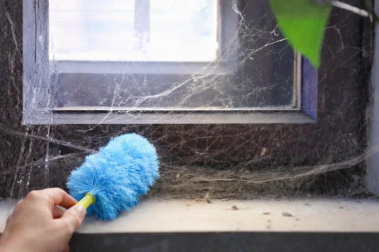 Pavouci v domácnosti: Doma jich máte víc až 10 druhů, zbavit se jich můžete lovem i skořicí