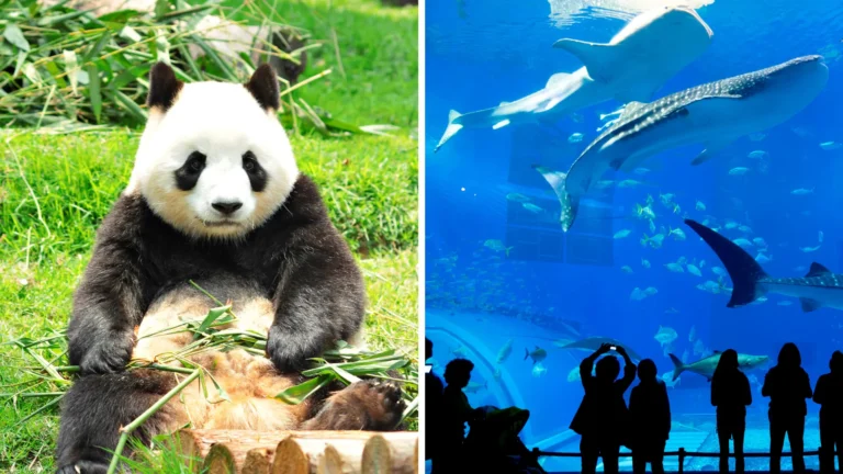 Největší Zoo Evropy máme hned za hranicemi: Vstupenky za necelých 200 korun, k&nbsp;vidění jsou pandy i&nbsp;žraločí akvárium