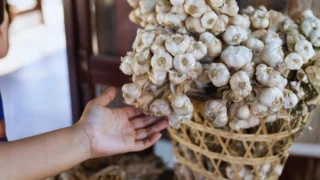 Jak uskladnit česnek, aby nevysychal: Pozor na teplo a&nbsp;další 2 zásadní chyby. Většina lidí&nbsp;to ignoruje a&nbsp;po pár týdnech ho vyhazuje