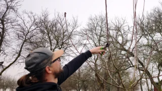 7 dřevin, které vyžadují řez v&nbsp;únoru: Na jaro nečekejte, pomoci můžete jabloni i&nbsp;rybízu