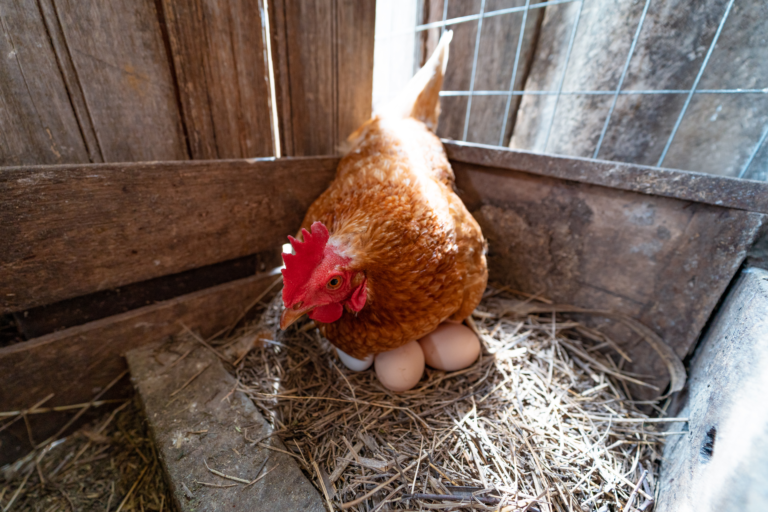Jak donutit slepice snášet? Stačí k&nbsp;tomu obyčejná žárovka a&nbsp;další 2 věci, které Češi nepochopitelně ignorují