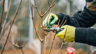 Zahradní architektka varuje: Šeřík, zlatici a&nbsp;další 2 druhy teď nechte být. Zeptali jsme se, co naopak stříhat