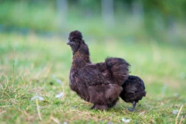 Hedvábničky loví klíšťata přímo na trávníku: Stojí od 100&nbsp;Kč, děti z&nbsp;nich šílí a&nbsp;zahradu vám nezničí