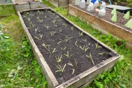 Trik s&nbsp;PET lahví se šíří Českem: Samozavlažovač, ochrana sazenic i&nbsp;past na slimáky v&nbsp;jednom