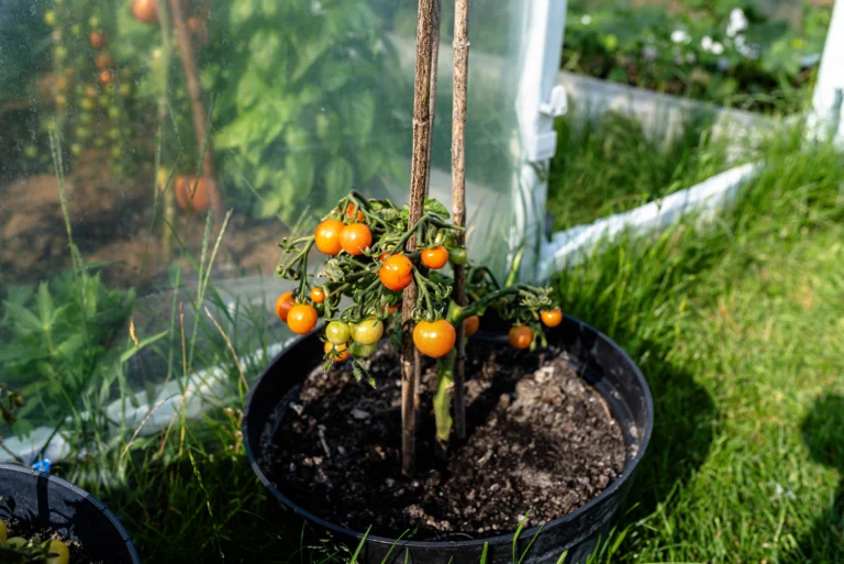 Kdy sázet rajčata v&nbsp;roce 2026: Přes Pankráce, Serváce a&nbsp;Bonifáce záhon radši nechte být