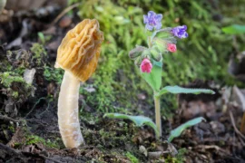 Češi už v&nbsp;dubnu „loví“ první jarní houby: Kačenká prý chutná lépe než hřib, ale dvojník končí nemocnicí