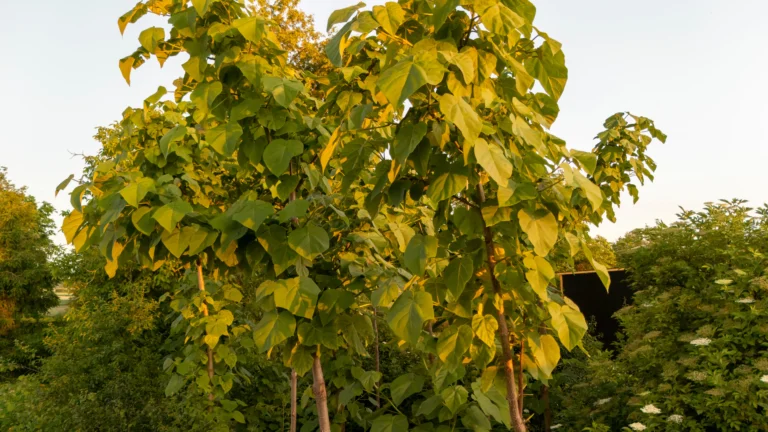Paulovnie roste 3 metry za sezónu: Stín máte ihned, že je na varovném seznamu ale lifestyle weby tají