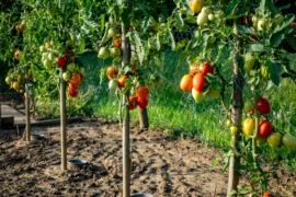 Češi nahrazují hnojivo na rajčata skořápkami: Bez pravidelné zálivky je to plýtvání, ve vedrech zabere jen postřik