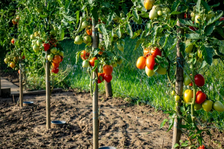 Češi nahrazují hnojivo na rajčata skořápkami: Bez pravidelné zálivky je to plýtvání, ve vedrech zabere jen postřik