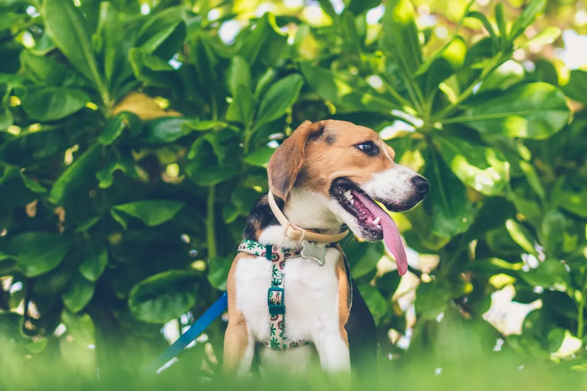 Beagle