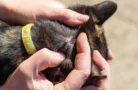 Nejlepší odpuzovače klíšťat pro rok 2026: Veterináři doporučují tablety, obojky mají háček, moderní metody nefungují