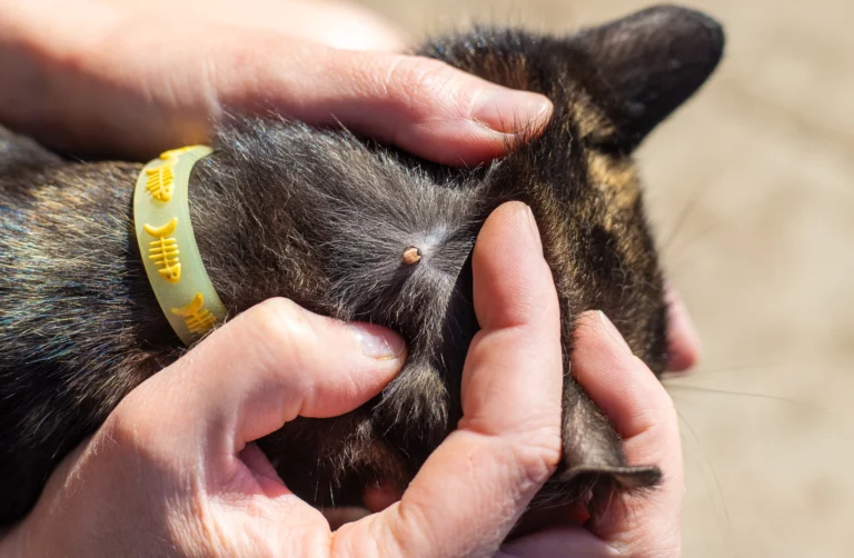 Nejlepší odpuzovače klíšťat pro rok 2026: Veterináři doporučují tablety, obojky mají háček, moderní metody nefungují