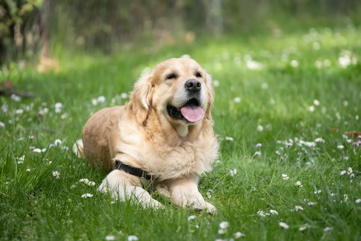 Zlatý retrívr