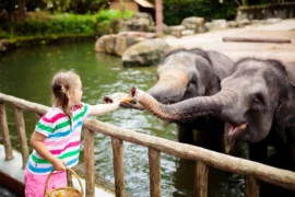 Nejhezčí zoo v&nbsp;okolí ČR (2026): V&nbsp;Polsku boduje Vratislav s&nbsp;Afrikáriem, ve Vídni chová Schönbrunn dvě pandy velké