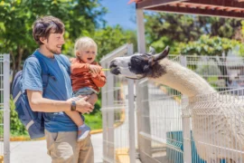 Nejlepší zoo v&nbsp;ČR 2026: Pražská patří k&nbsp;nejoceňovanějším na světě, srdce návštěvníků má ale Morava