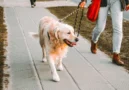 Centrální evidence psů odstartovala: Zápis zajistí jen veterinář na výslovnou žádost majitele, pokuta je i&nbsp;50 tisíc Kč