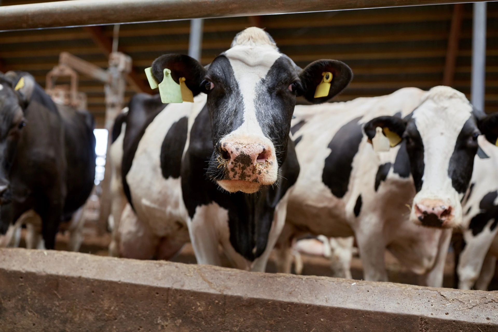 Holštýnské dojnice v kravíně na mléčné farmě