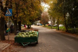 Podvody s&nbsp;melouny „od pěstitele“ u&nbsp;silnice (2026): Lidé platí i&nbsp;10x víc, trik prodejců je až nečekaně prostý