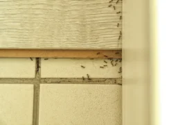 „Chtěla jsem jen vyhnat mravence, názor odborníka mě odzbrojil,“ diví se Češi na sítích. S&nbsp;hubením se nemá spěchat