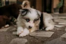 Nejhorší 4 psí plemena podle expertů. Border Kolie, husky a&nbsp;další. Češi si je berou domů a&nbsp;nezvládají. Končí v&nbsp;útulku
