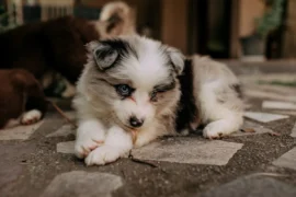 Nejhorší 4 psí plemena podle expertů. Border Kolie, husky a&nbsp;další. Češi si je berou domů a&nbsp;nezvládají. Končí v&nbsp;útulku
